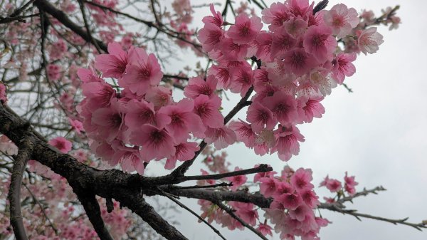 樂活公園,五分埤步道2411008