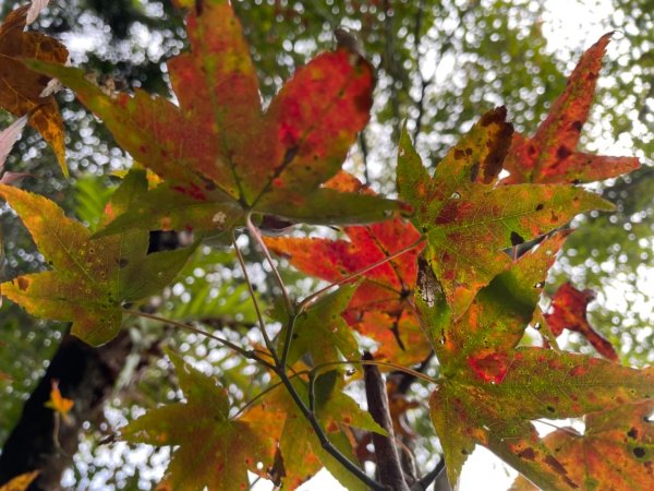 馬拉邦山健行1520697