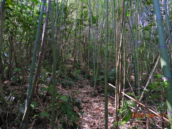 桃園 復興 美腿山、竹頭角山920912