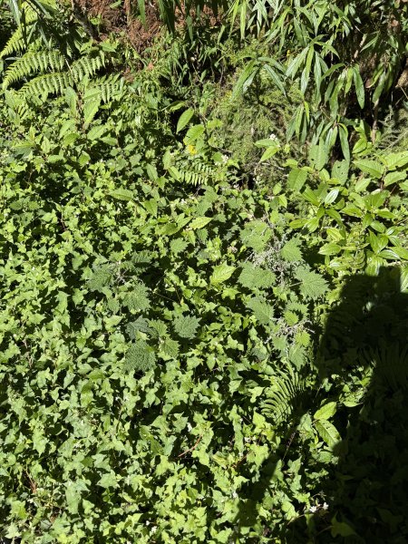 1141122特富野古道2995409