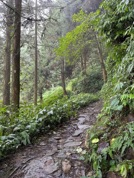 陡上陡下的溪頭鳳凰山1872924