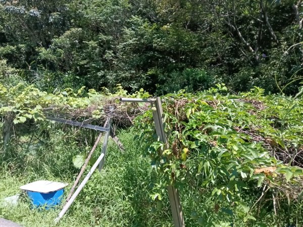 貢寮區文秀坑古道+觀日嶺步道O型2809171