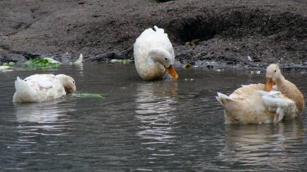 新北投、龍鳳谷、湖山、天母古道2042494