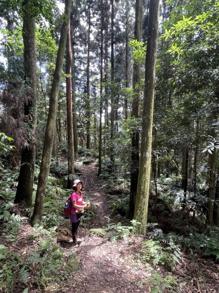 鵝公髻山-第一登山口來回-202408112573499