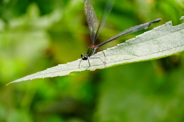 埔里彩蝶瀑布之國姓鄉眉冷山及糯米橋1466167