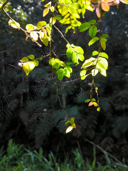 2024-08-22 澀水森林步道2578371