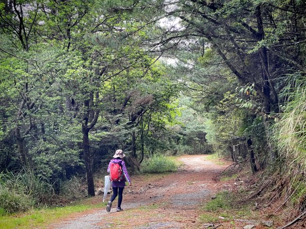 大雪山森林遊樂區 賞毛地黃 小神木森林浴步道2502416