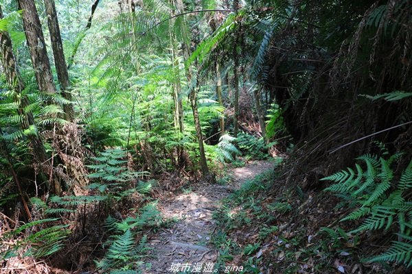 【南投。魚池】山林秘境之美景包場。澀水水上瀑布1428429