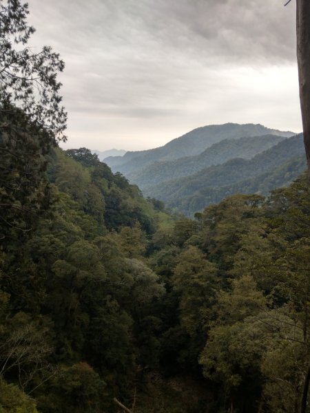 大雪山小神木步道+環站步道914521