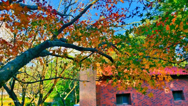 #花卉試驗中心 #永公路500巷 #平菁街42巷 #原住民公園 #士林官邸 1/42976633