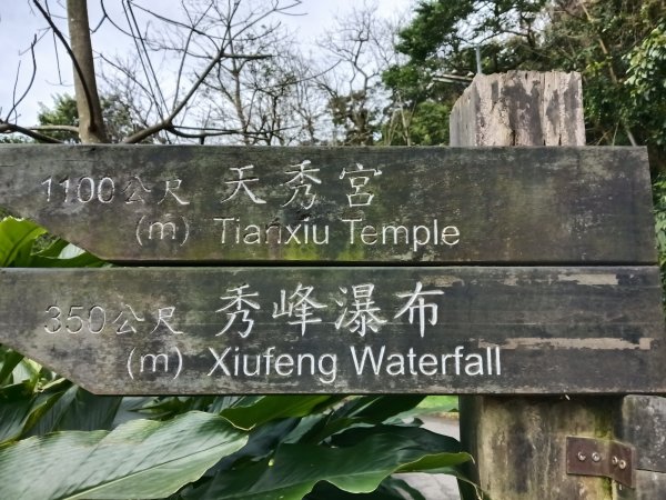 汐止區大尖山櫻花+秀峰瀑布O型3009376