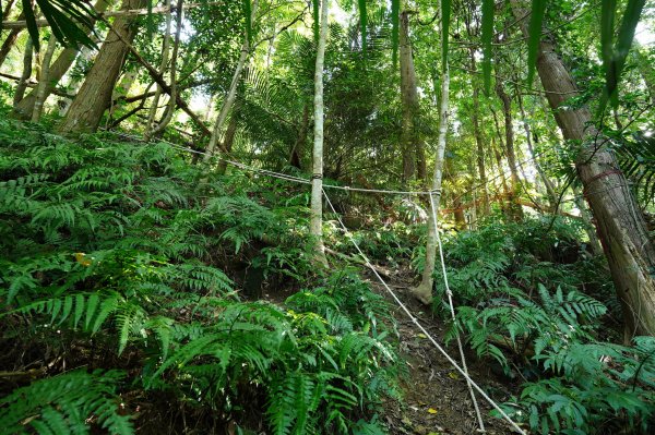 苗栗 南庄 神桌山、大屋坑山、細湖頂山、象山2533558