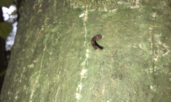 蓬萊仙島_石牛山_油井窩山O型201404301959951