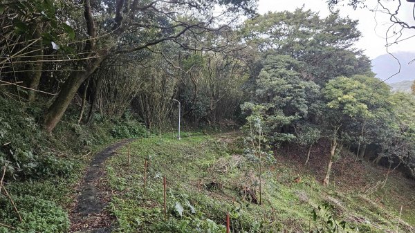 20251127菁苗步道-紅樓秘境-環七星步道O型2947316