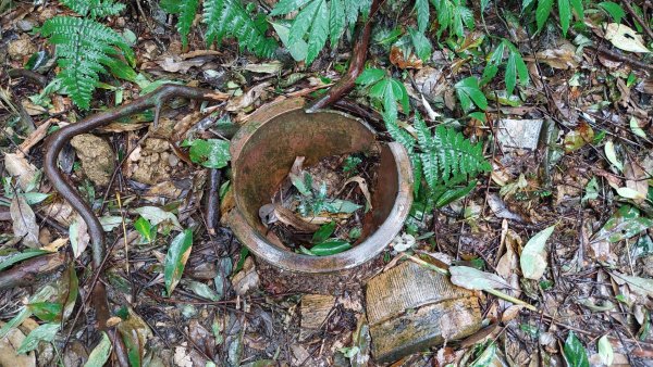 陽明山後花園，百年靜美牧牛山徑，古道草原精華連走2787722