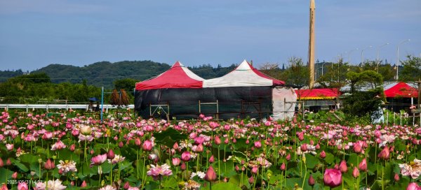 金山清水濕地 5/31 #牡丹蓮 #香水蓮2799979