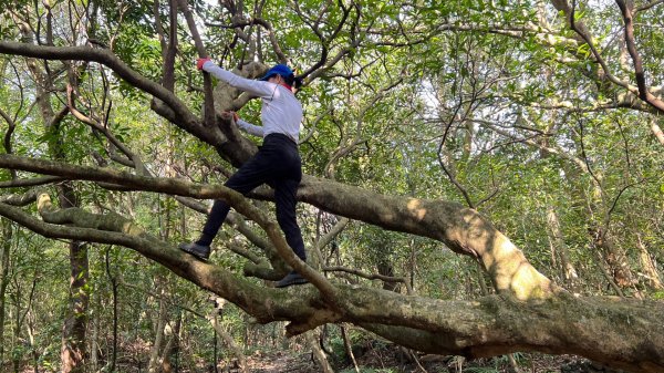 東勢大崙、東勢坑山、觀音湖山O走2986366