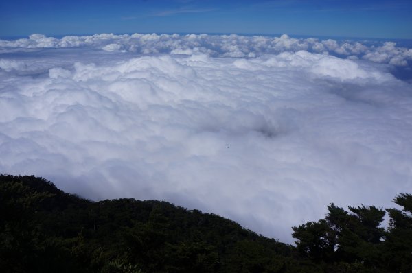 無與倫比的臺灣鐵杉與雲海～北大武山1125138