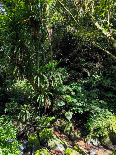 2025-06-15 銀河洞越嶺登山步道2816182
