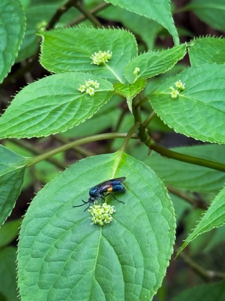 鵝公髻山-迷霧森林2768527