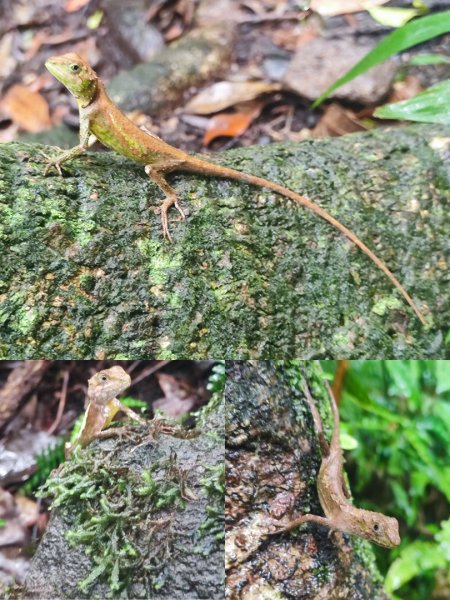 20261012 苗圃上七星公園上東主峰下小油坑上菜公坑下大屯自然公園二子坪3133730