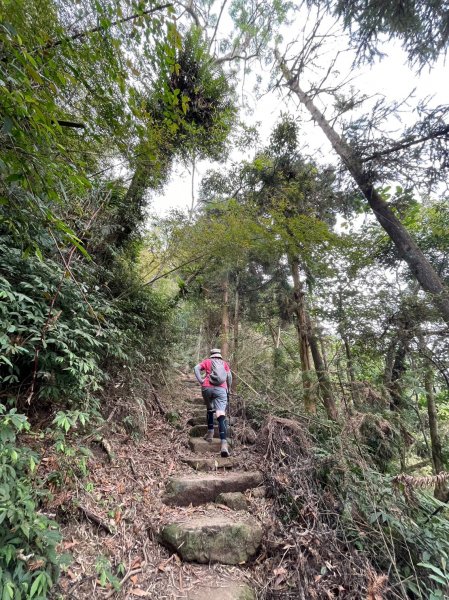 230416-小百岳#057 梨子腳山。18禁-竟能在茶樹上偶遇黑線黃尺蛾。美美兔O繞走成8字。2117352