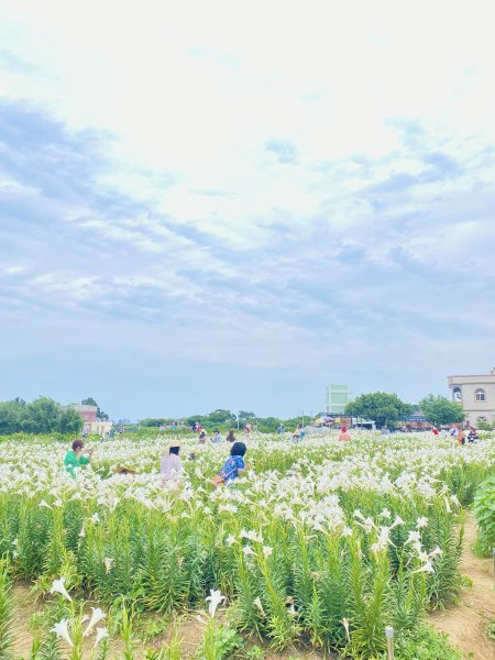 白千層鐵炮百合園、綠韻大道悠遊    2024.5.72498412