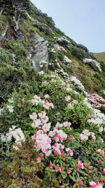 《南投》高山杜鵑盛宴｜哈哈山、石門山北峰202104181353364