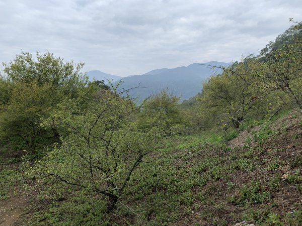 20250129高雄塔羅留山-塔羅留山南峰-他果晏山2705285