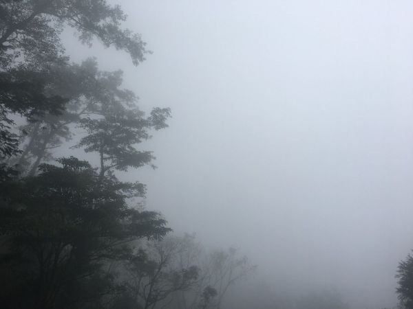 觀霧檜山巨木森林步道171707