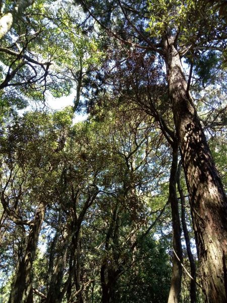 快閃鳶嘴山367387