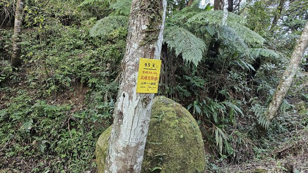 鵝公髻山 鵝公髻山東北峰 第一登山口上下入門路線2395270