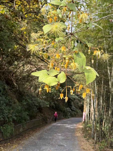 溪頭四秀+羊彎四秀202601182991373