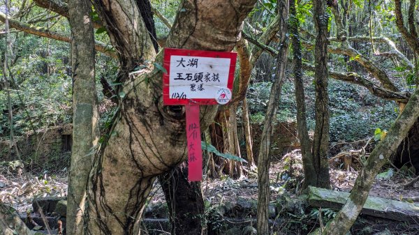 大湖越嶺古道,龜媽坑古道2446064