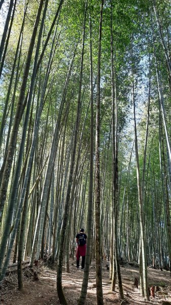 《南投》竹林台灣杉｜溪頭山竹崙山志騰山O繞202302182035823