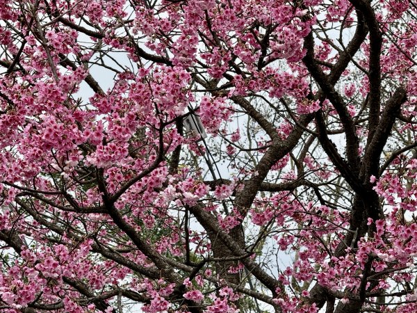 指南宮賞櫻2708121