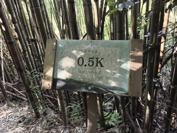 [皮皮獅探險隊-11/10] 2025_1010 隱藏任務–司馬庫斯神木群步道2912330