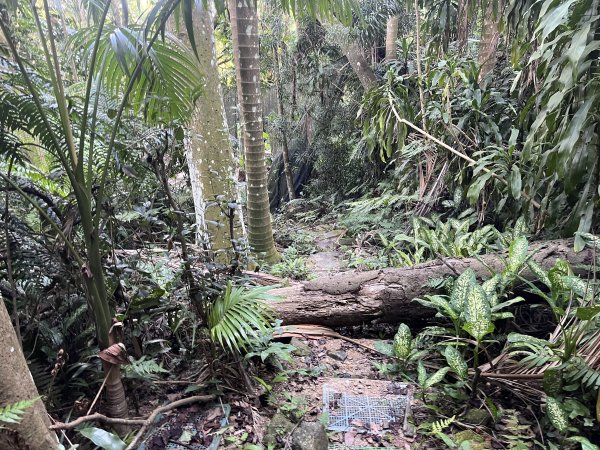 [微笑山線_第五段] 2025_0705 天上山系_五尖山2830319