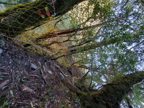 中橫大辣－屏風山1507804