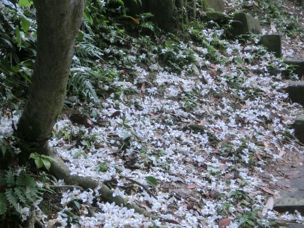 承天禪寺．天上山．桐花公園123485