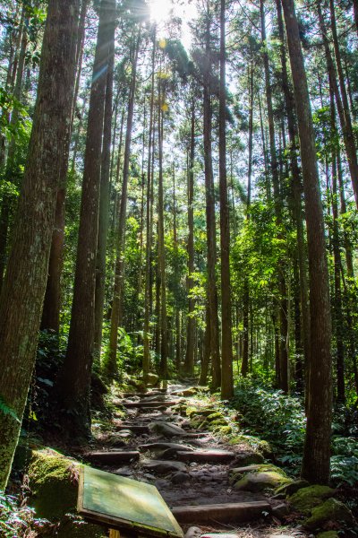 馬武督探索森林2930688