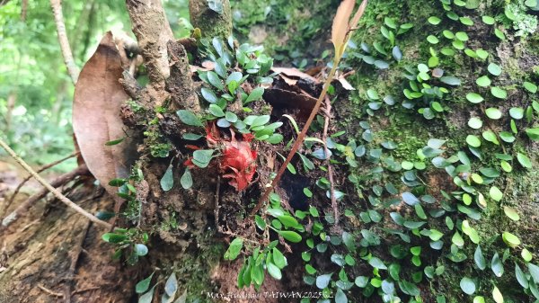 《雲林》望好望角｜石壁山嘉南雲峰步道(中側登山口）202506072805334