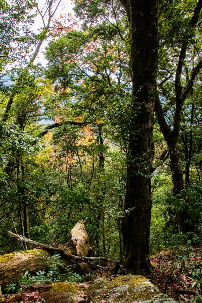稍來山楓葉林2960889