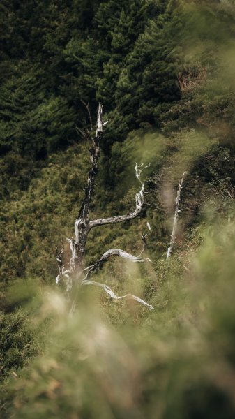 南橫百岳—關山嶺山2383948