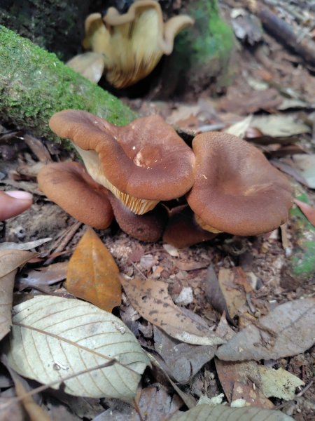 長壽山、肥崠山、醜崠山、大崠山、大崠山經建版2931943