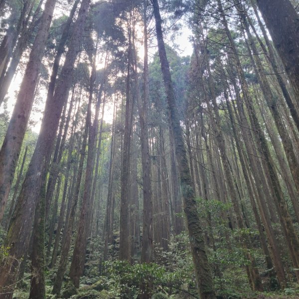 橫嶺山自然步道（木馬古道）封面