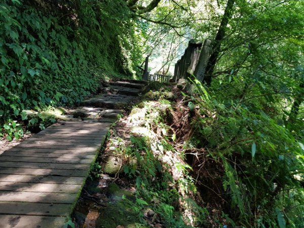 魚路南段(絹絲步道-擎天崗)1088993