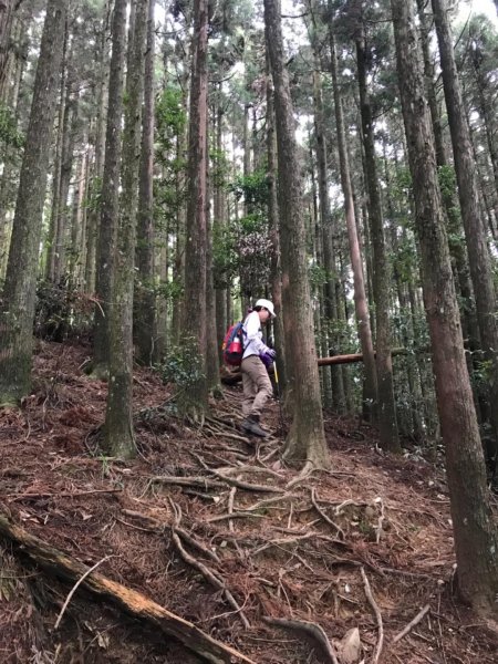 尋訪鳶嘴西稜香杉與桂竹袐境長壽山大崠山546062