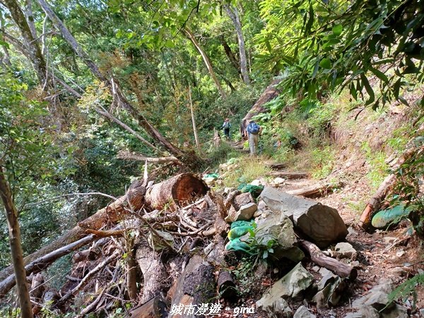 【台中和平】在虐腳的陡上中持續前進。 谷關七雄-八仙山主峰步道2367681