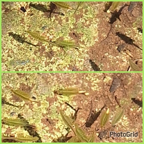 季節限定/尋找向天🦐-鵠沼枝額蟲-上面天山堆雪人2931412